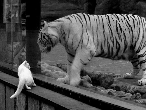 米兰体育APP-中超赛程调整 因天气原因多场推迟，中超确定推迟开赛