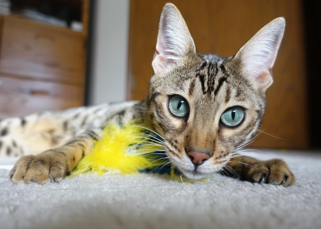 米兰登录入口-加拿大队未来的机会：如何在亚洲与欧洲强队面前站稳脚跟，加拿大队世界排名