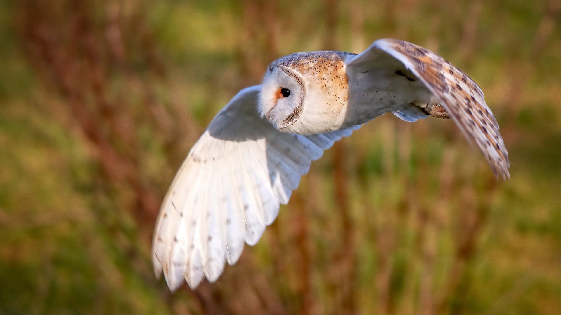 米兰体育官网-校园足球缺乏大数据评估平台支持，高校校园足球开展现状调查