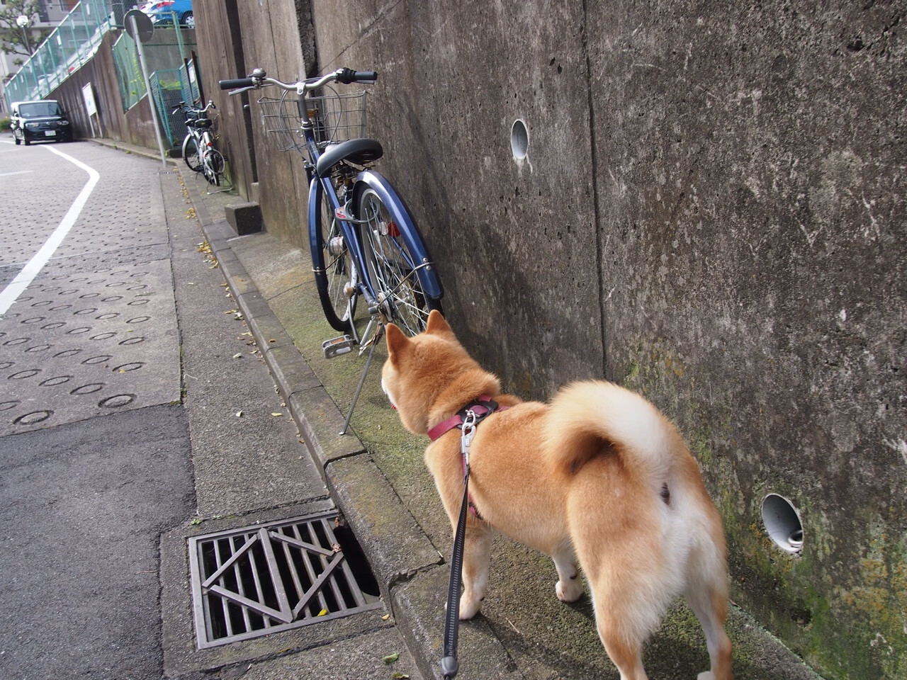 米兰体育-“安赫尔·巴尔博萨：阿根廷美洲狮队的全能前锋，快速崛起中的新星”