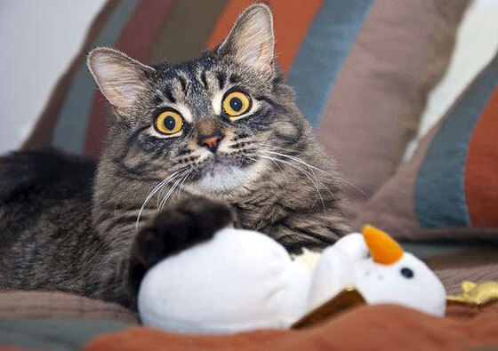 AC米兰-“马丁·高尔西的强势崛起，成为阿根廷美洲狮队的未来支柱”