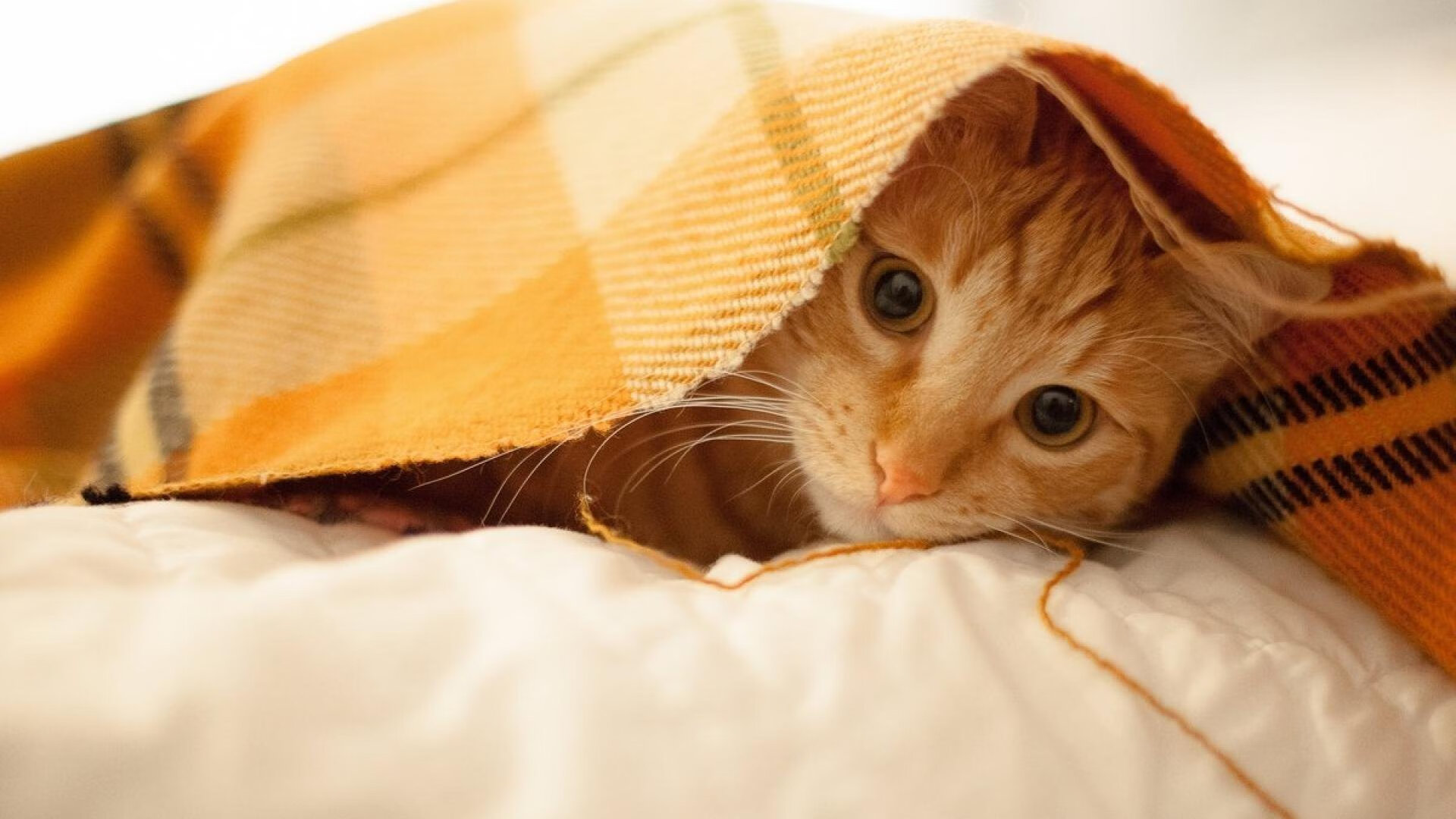 米兰体育APP-世界杯逆天绝杀：英雄救场，创造奇迹！，世界杯十大经典绝杀