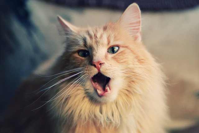 米兰体育APP-利物浦在欧冠中稳步前行，追逐冠军梦想