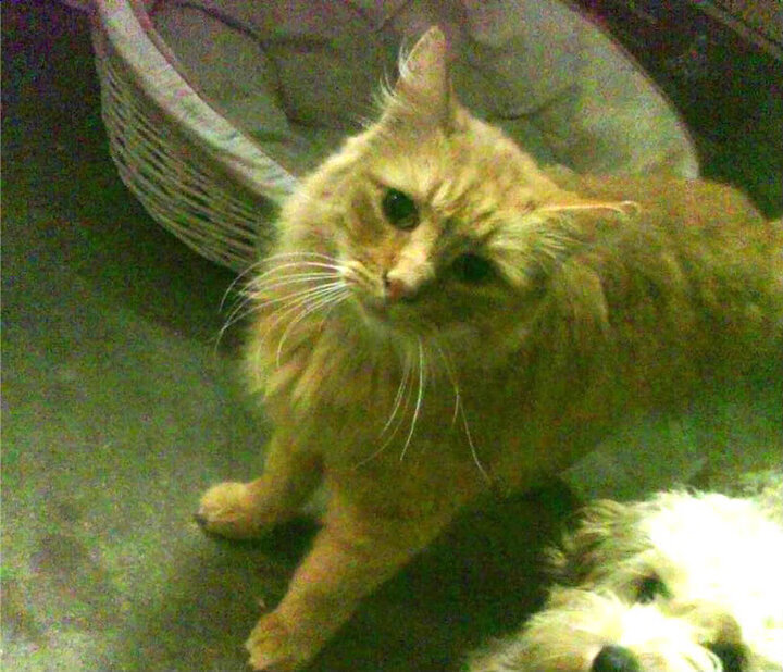 米兰体育-国家队体能教练公布训练细节重视爆发力与核心力量发展,国家队 体能