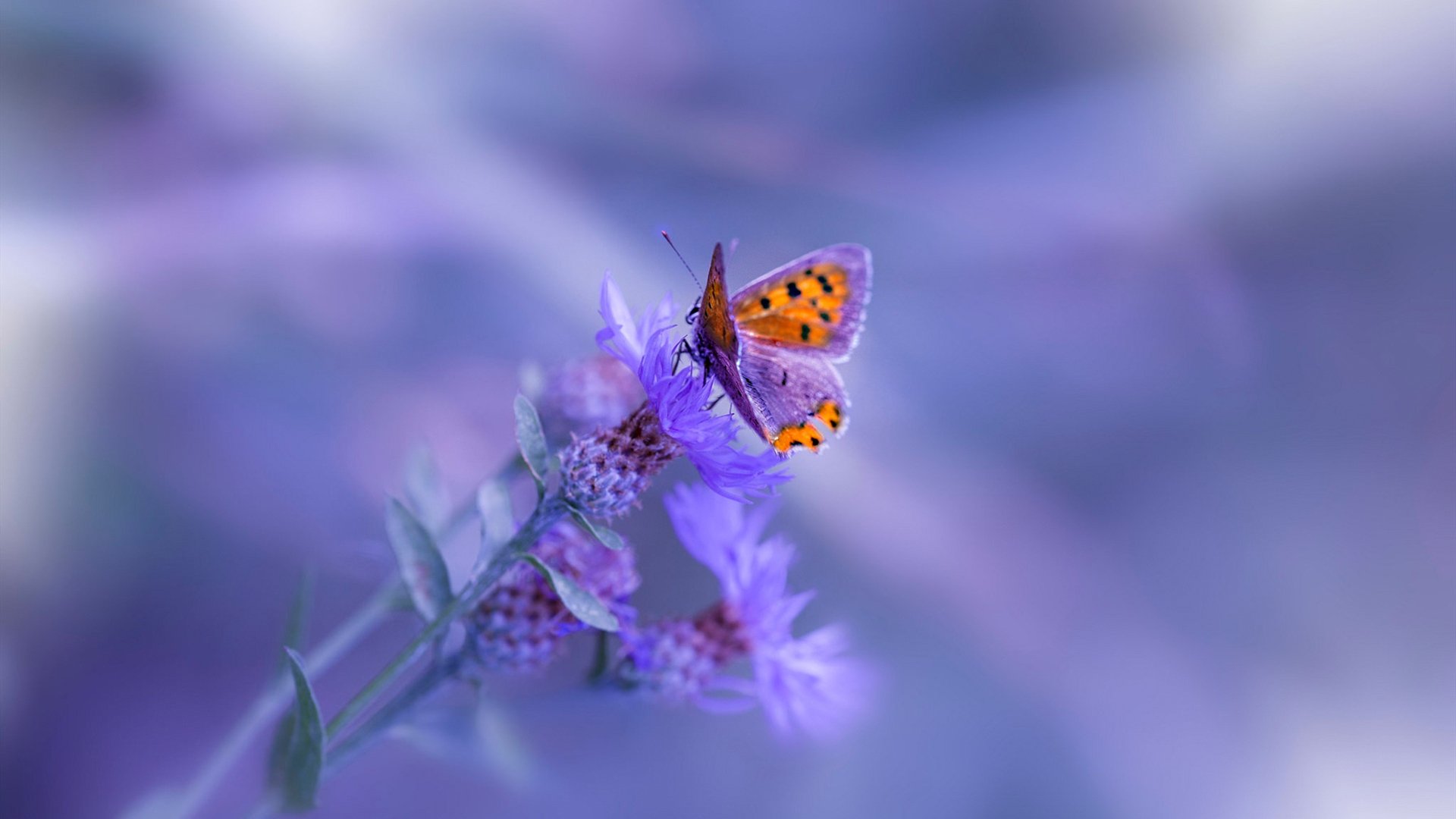 米兰体育-杰克·阿莱克西男子100米自由泳表现抢眼，埃里克自由泳100米