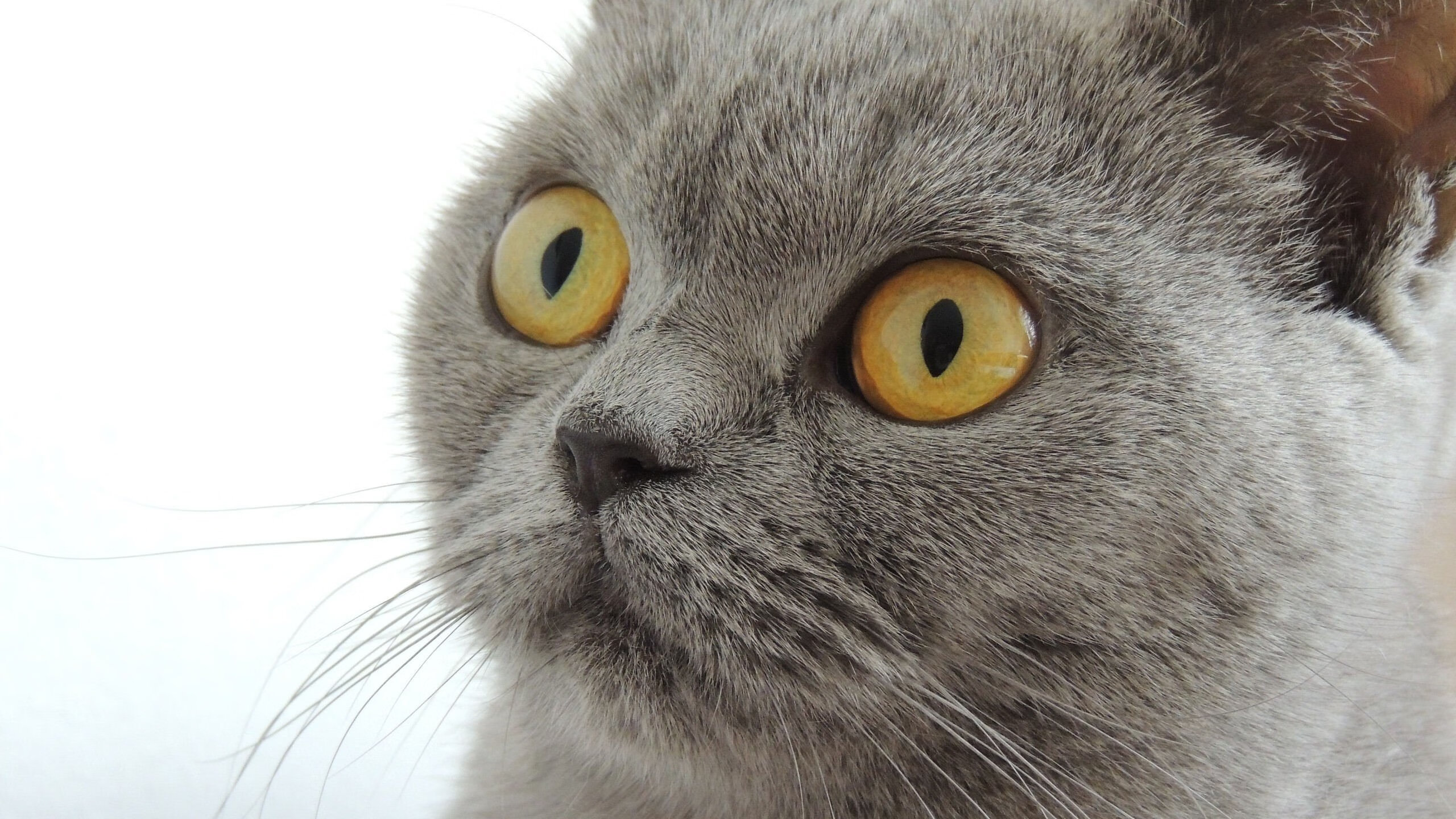 Milan Sports-欧洲杯高潮不断：战术变化不断引领潮流！，欧洲杯高光时刻