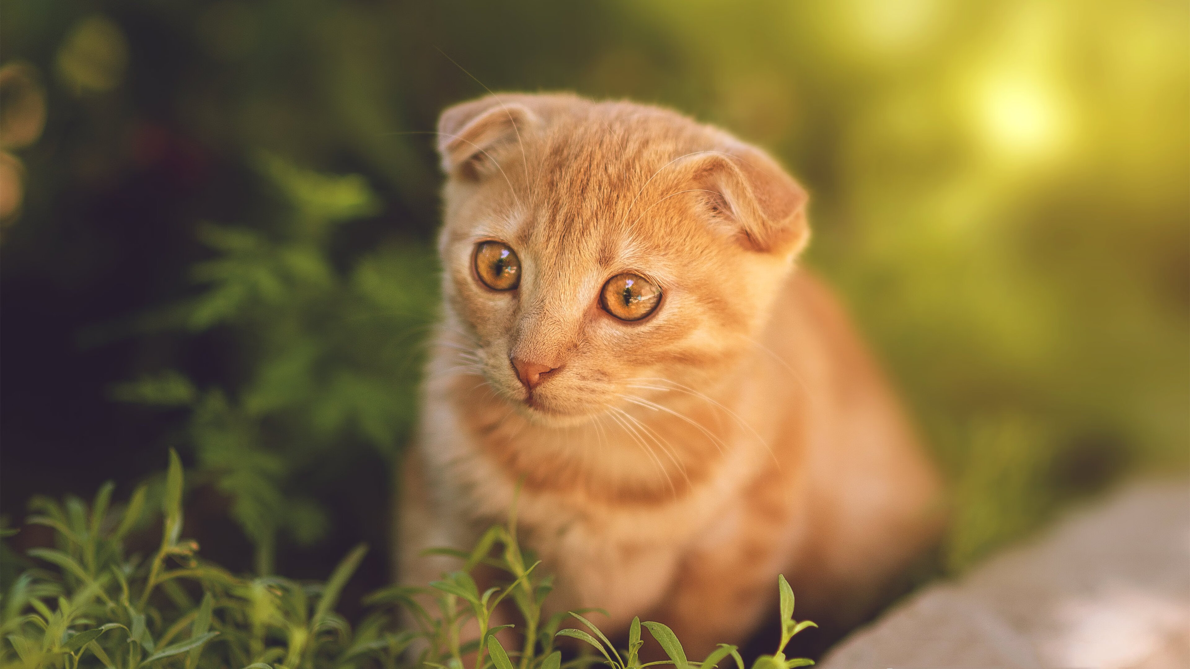 AC米兰-美洲杯耀眼明星：精彩突破不断激动全球！，美洲杯好看