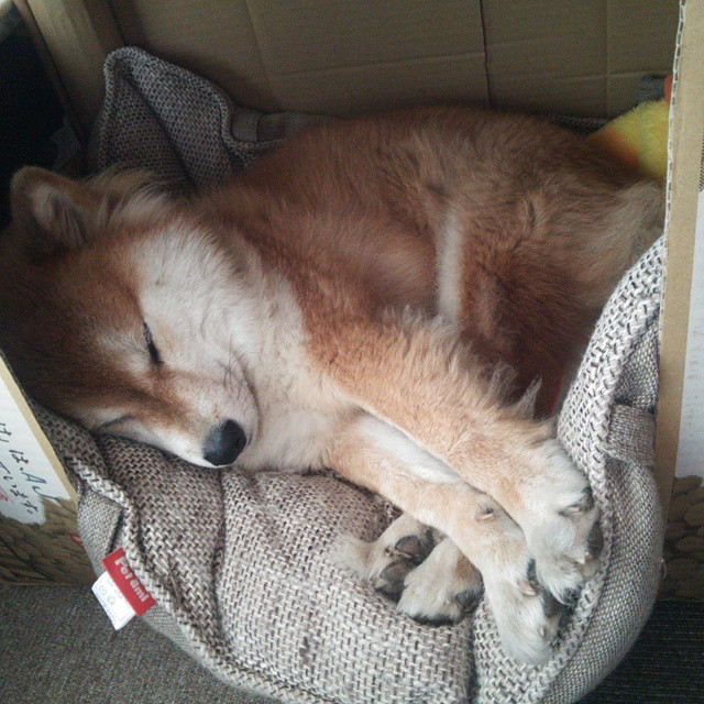 米兰体育官网-自由泳项目荷兰男将展现速度，荷兰弟游泳