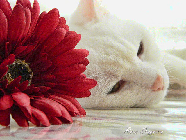 MILANSPORT下载-上海引领人民币国际化数字引擎发展新阶段，上海启动数字人民币