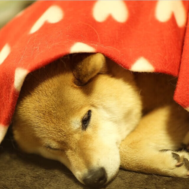 米兰登录入口-中国坚果行业维权，美墨碧根果面临调查，美国碧根果功效与作用